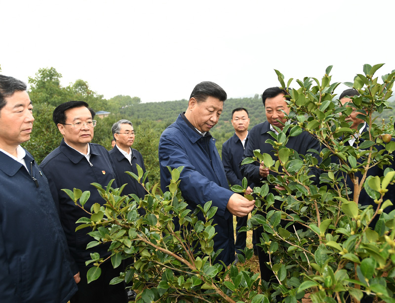 　　9月16日至18日，中共中央總書記、國家主席、中央軍委主席習(xí)近平在河南考察。這是17日上午，習(xí)近平來到信陽市光山縣槐店鄉(xiāng)司馬光油茶園，實(shí)地察看油茶樹種植和掛果情況。新華社記者 謝環(huán)馳 攝